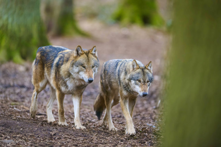Bundesrat fordert Wolfsmanagement