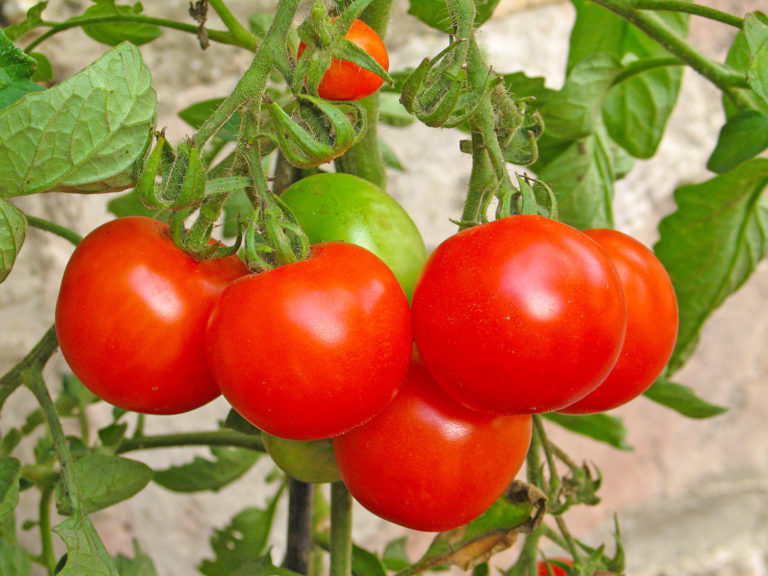 Tomatenanbau unter Dach