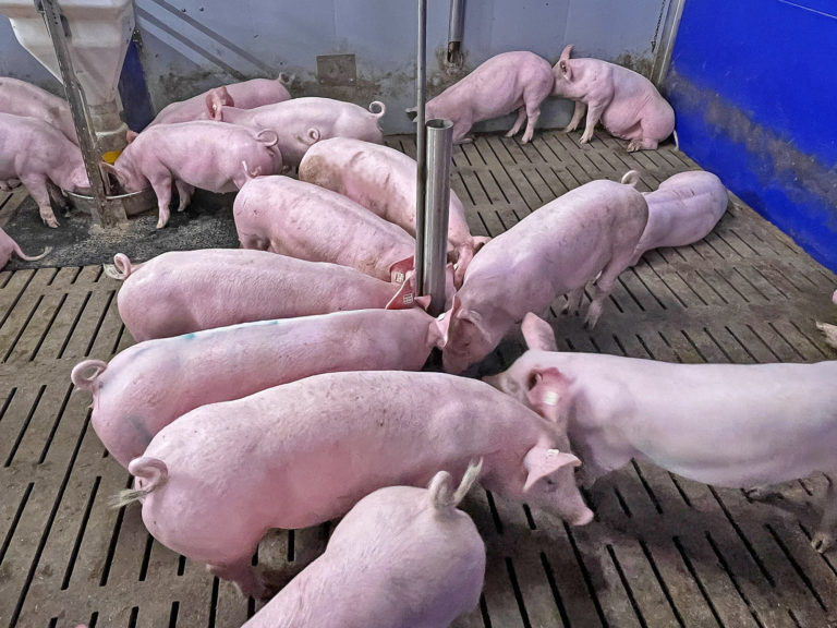 Magen-Darm-Gesundheit im Fokus
