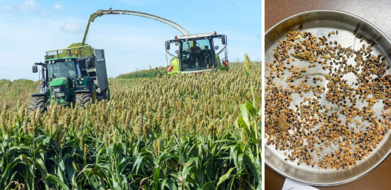 Sorghumsilage als Option für die Milchkuhfütterung?