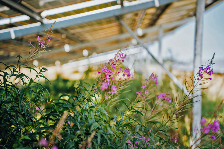 Solarparks sollen Biodiversität fördern