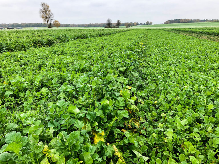 Den Stickstoff für die Folgefrucht halten
