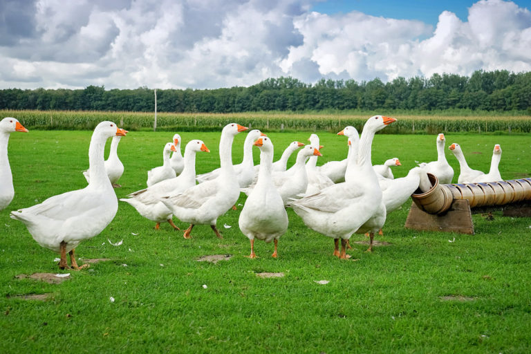 Hoher Überschuss bei Geflügel