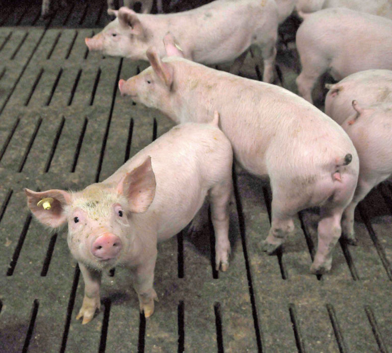 Knappes Angebot, Schweinepreise erhöht