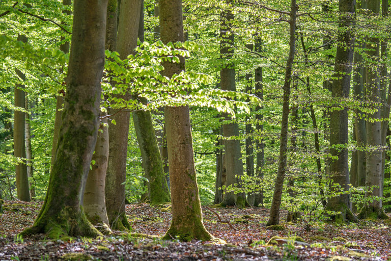 Neue Akzente in der Waldpolitik