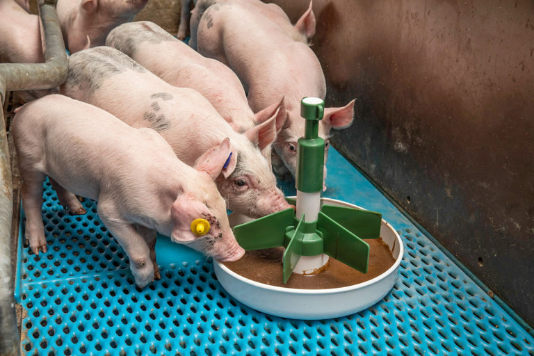 Saugferkel gekonnt beifüttern