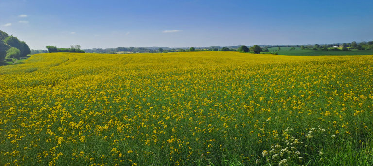 Zölle und Wetter: Trotz Trockenheit große Ernten?