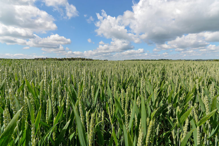 Ertragsschäden durch Trockenheit und Frost erwartet