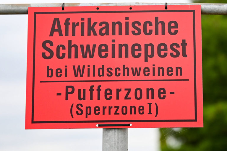 Erstmals ASP in NRW nachgewiesen
