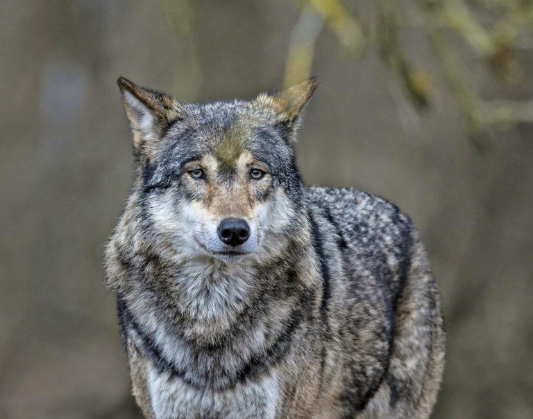 Wolfspolitik: Schweden senkt Referenzwert
