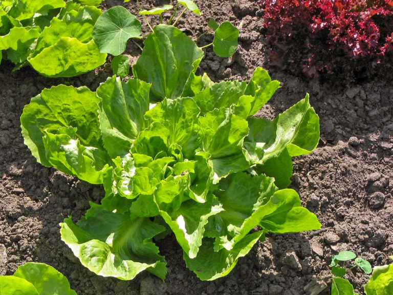Salate für den Winter säen und pflanzen