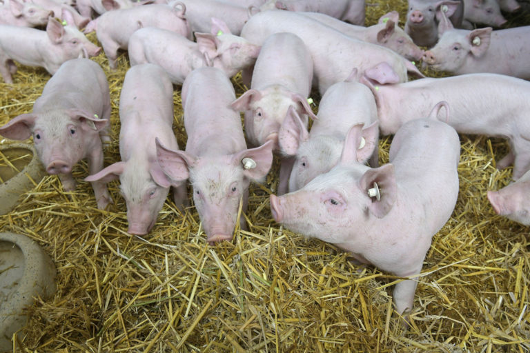 Tierhaltung geht zurück