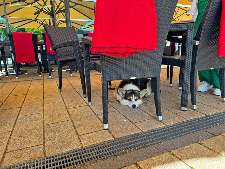 Zutritt für Hunde im Hofcafé oder Hofladen?