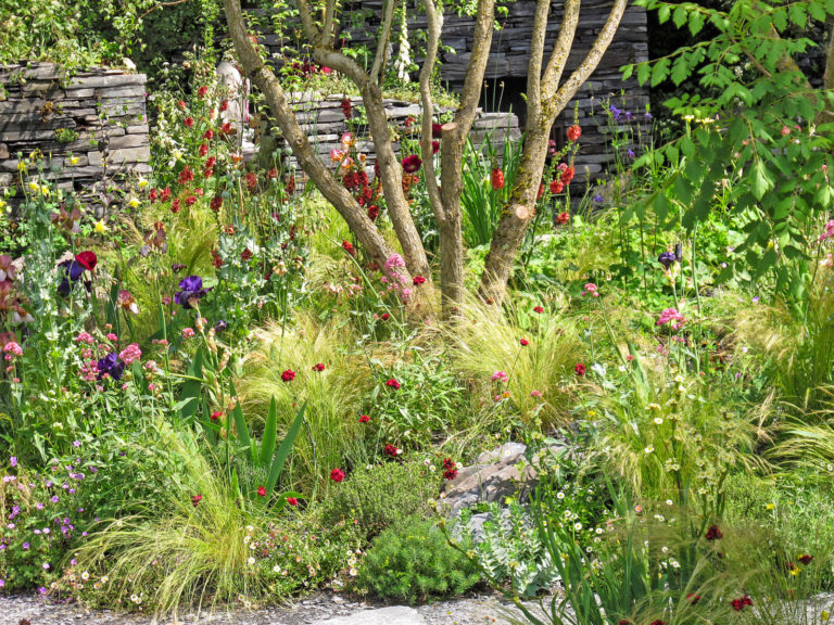 Skabiose und Witwenblume