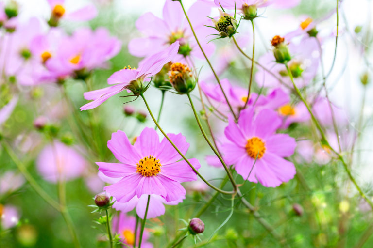 Cosmea bringt Farbe in die Blumenbeete