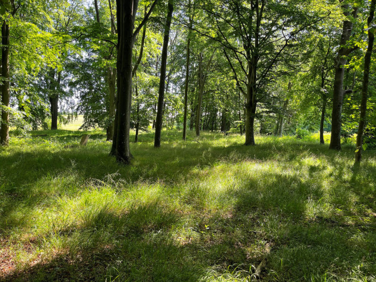 Versteht man Naturverjüngung im Wald?