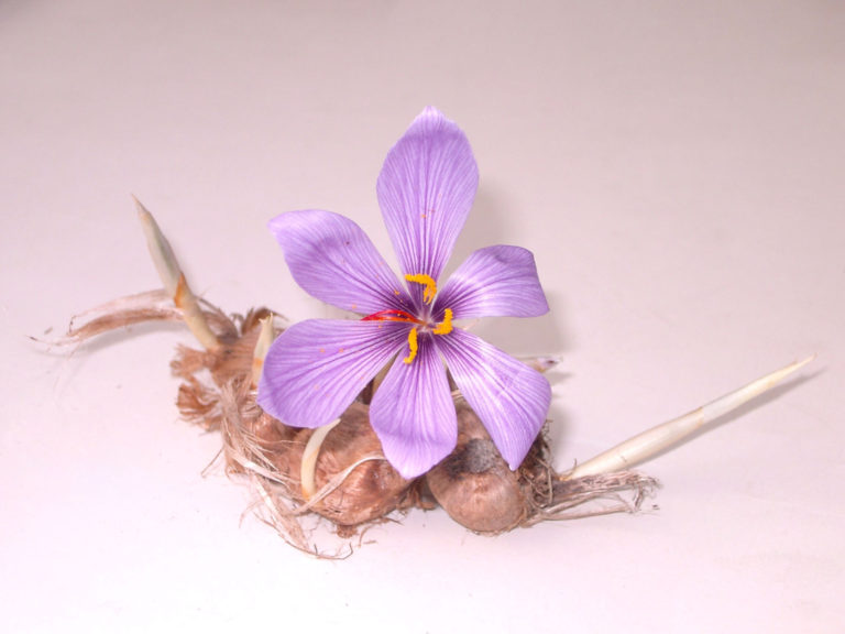 Safrankrokus – eine botanische Kostbarkeit