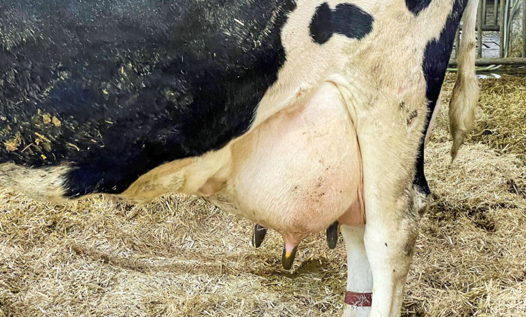 Eutergesundheit im Blickfeld