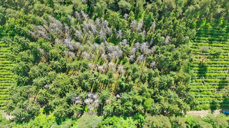 Dienstleistungen für effizientere Waldbewirtschaftung