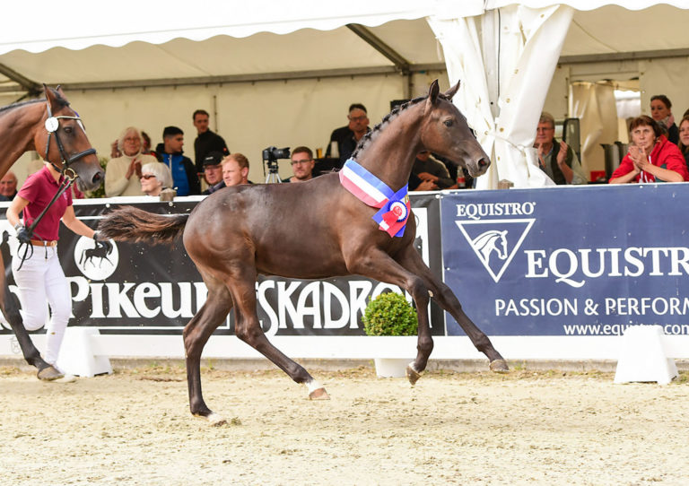 Landesfohlenchampionat in Elmshorn