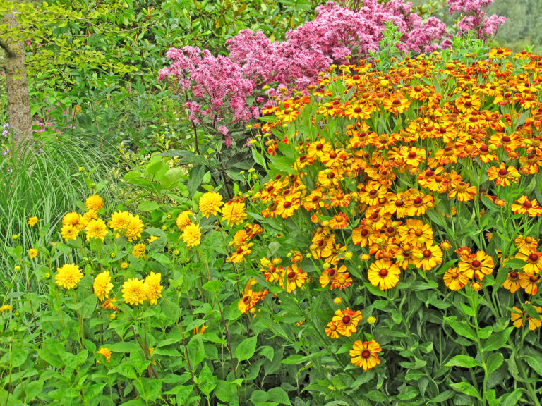 Blühstarke Stauden verlängern die Gartensaison