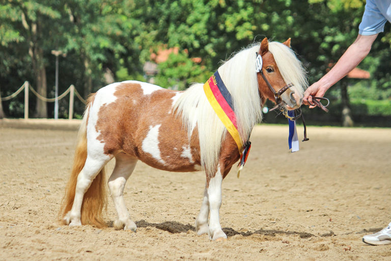 Bundesstutenschau der Robustponys