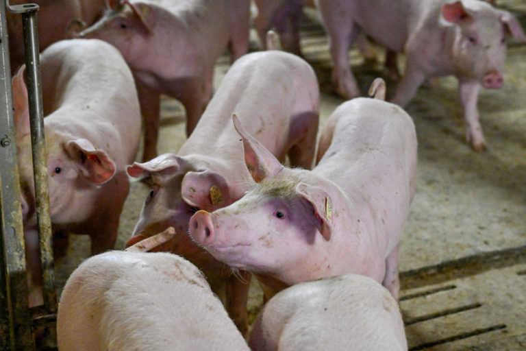 Niederlande: Immer weniger Schweine