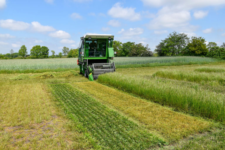 Auswirkungen der Stickstoffdüngeintensität auf die Silage