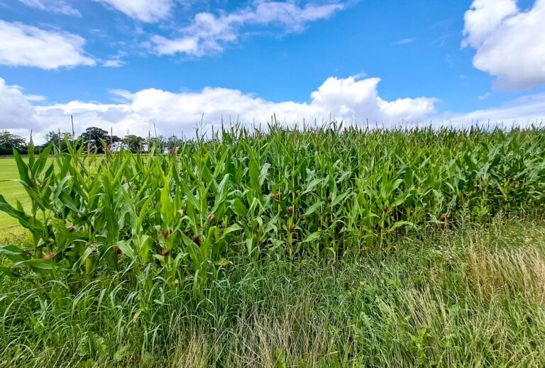 Rechtliche Hinweise zur Familien-GbR