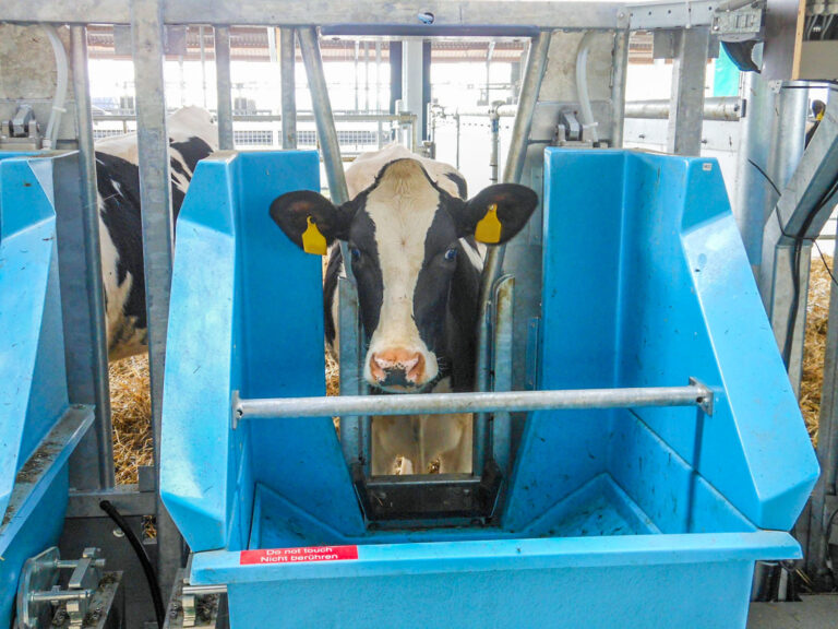 Fütterung von Nutzhanf