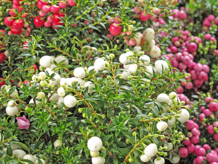 Torfmyrte beeindruckt als beeriger Blickfang