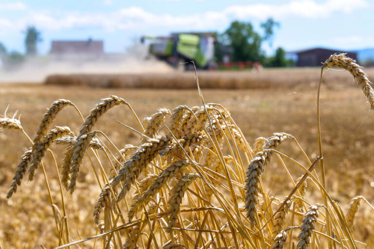 Weizen: Talfahrt ohne Ende?