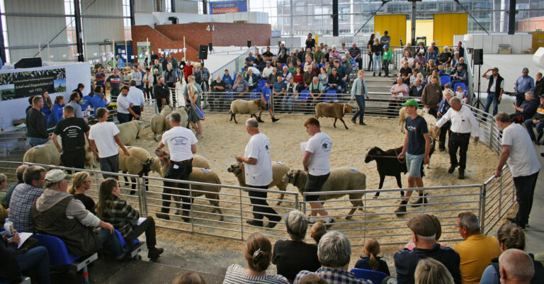 Vier Tage, volle Halle, teure Schafe