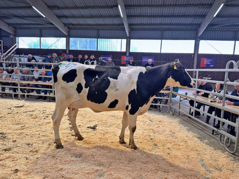 Flotte Gebote und positives Marktsignal