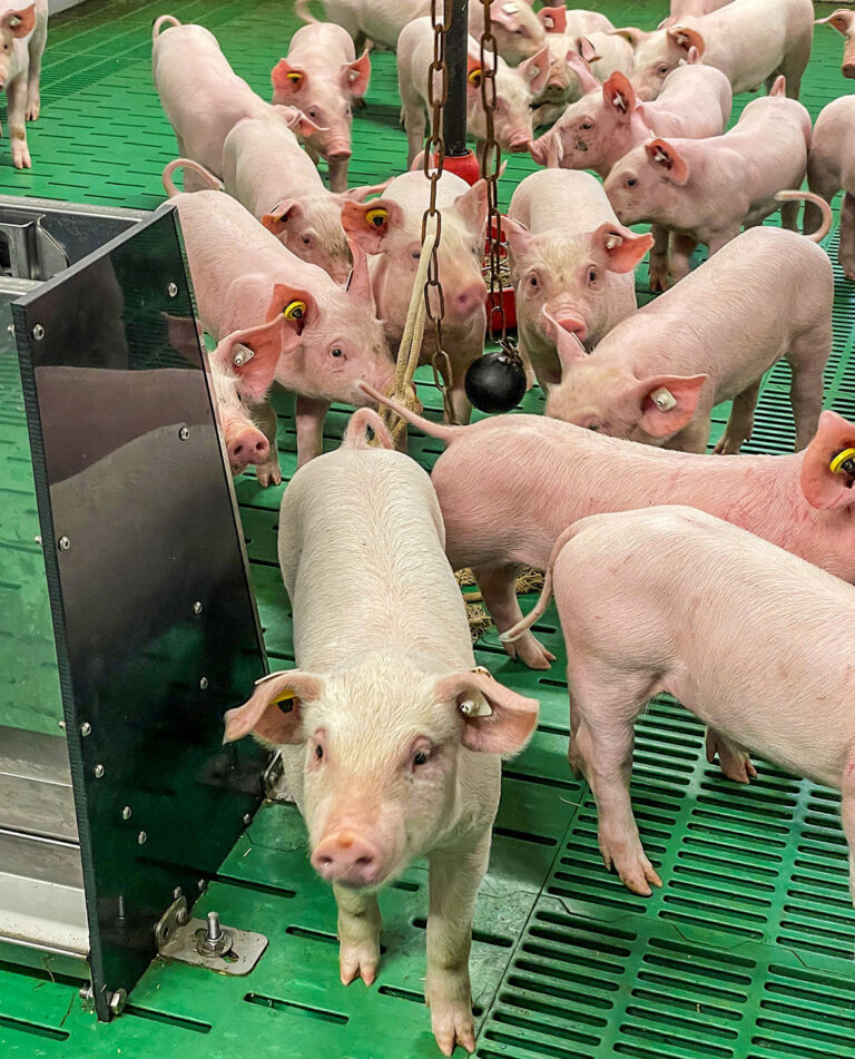 Magen-Darm-Gesundheit als Schlüssel