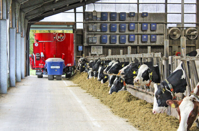 Eine ökonomische Alternative in der Rinderfütterung