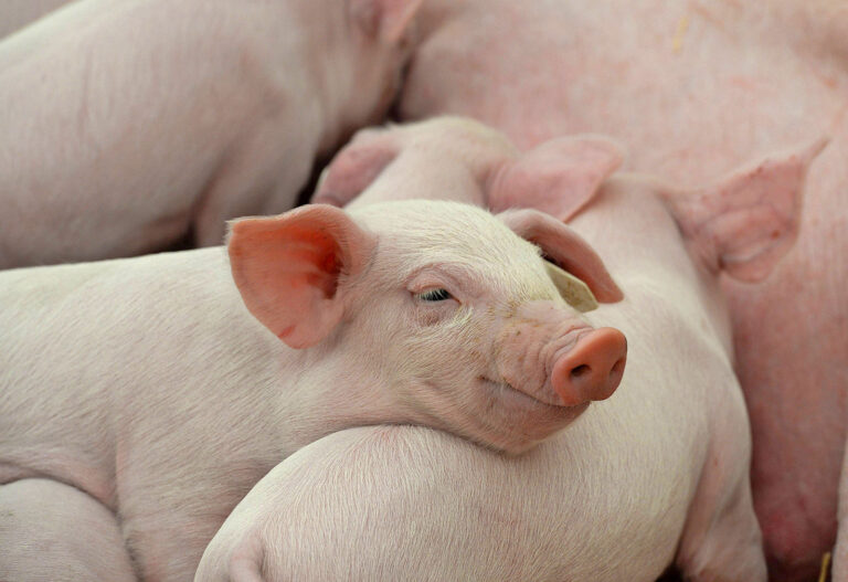 Schweinestau schon im Oktober?