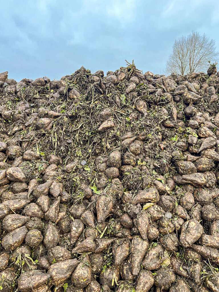 Ein Drittel der Rüben ist verarbeitet