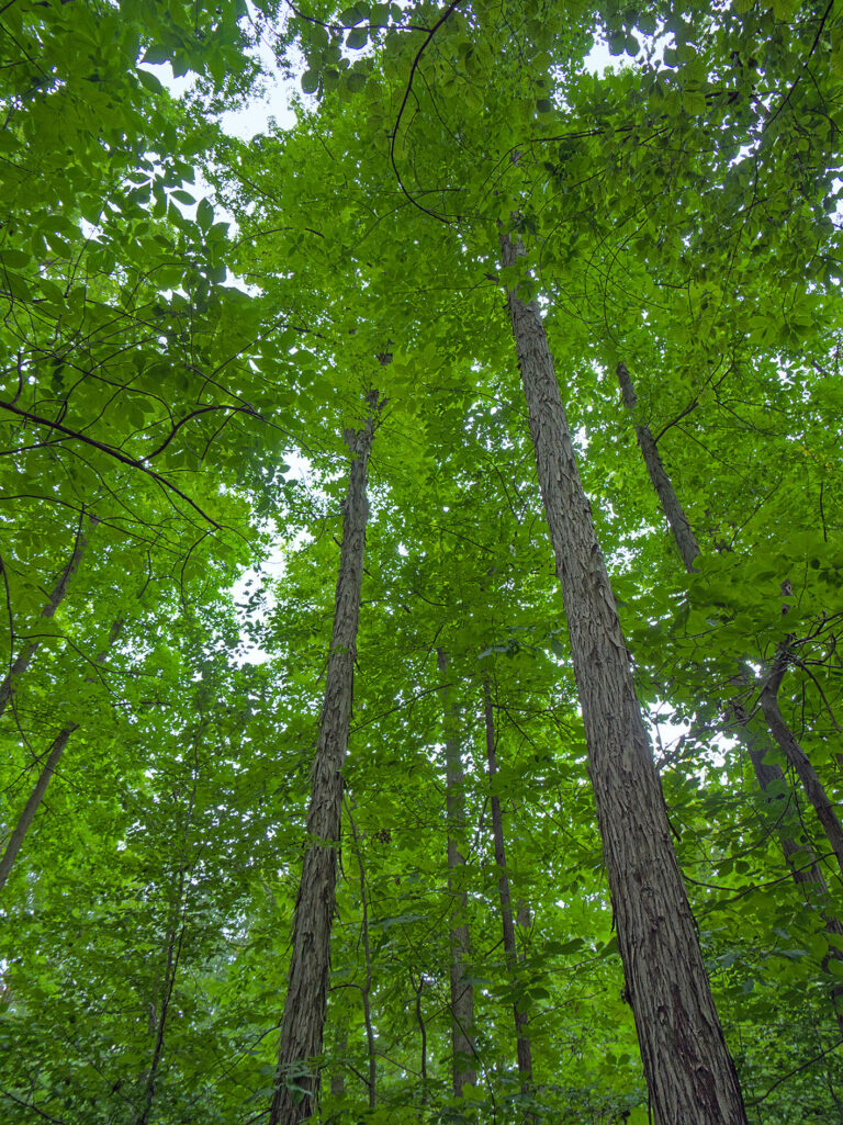 Publikation zu alternativen Baumarten