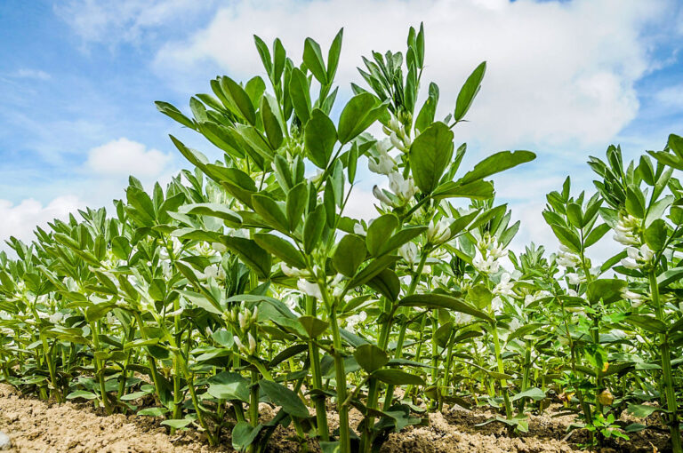 Bohne, Lupine und Erbse besser vermarkten