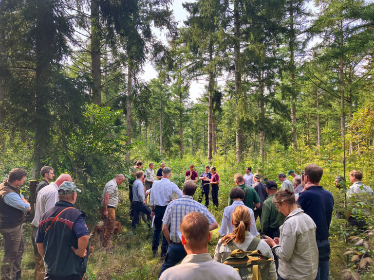 Herausforderung Waldumbau