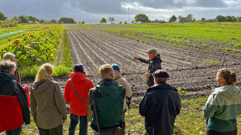 Spitzwegerich im Wirsingkohlanbau zur Lachgasreduktion