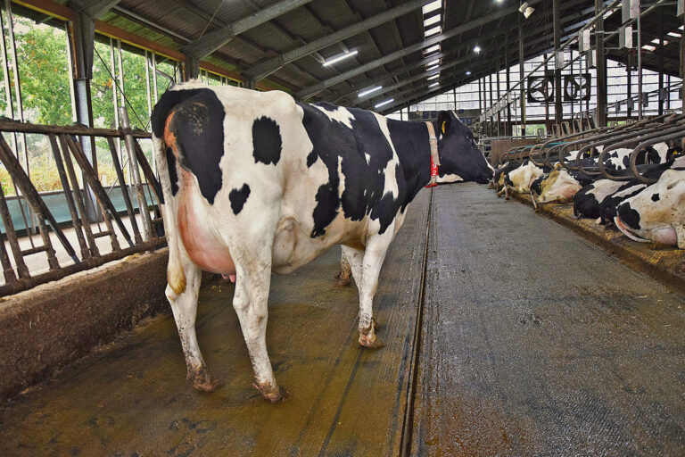 Hauterkrankung bei Milchkühen zunehmend verbreitet