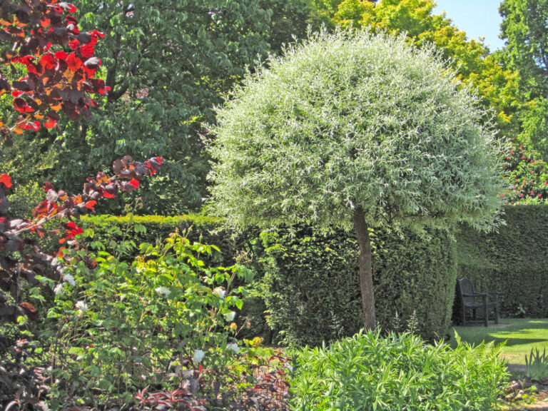 Kleine Bäume ganz groß