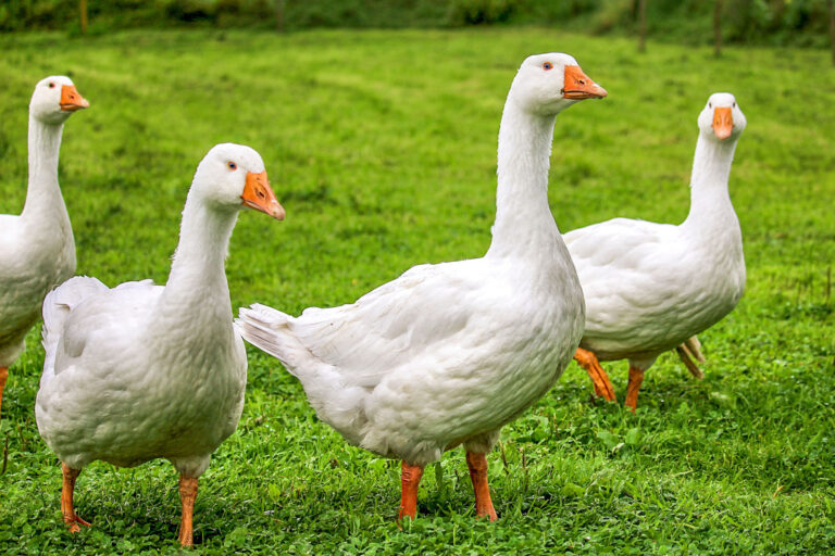 Ausreichendes Angebot an Saisongeflügel