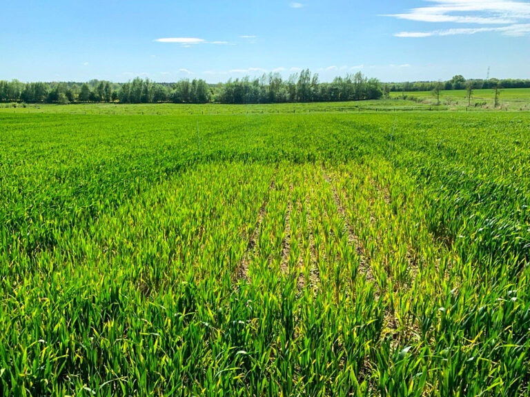 Strategien für eine effiziente Pflanzenversorgung