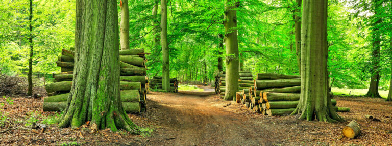 Biomasse muss „Erneuerbar“ bleiben