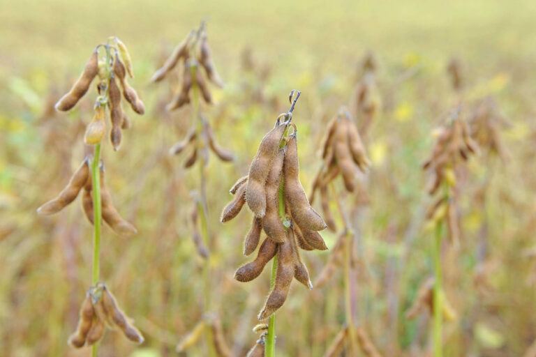 Soja-Deal zwischen USA und China