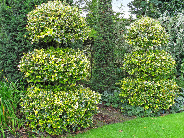 Bühne frei für Immergrüne