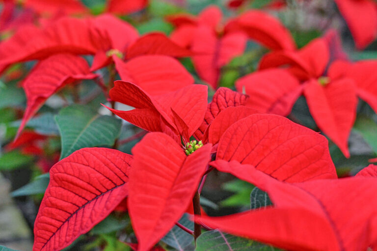 Wie Weihnachtssterne lange Freude machen